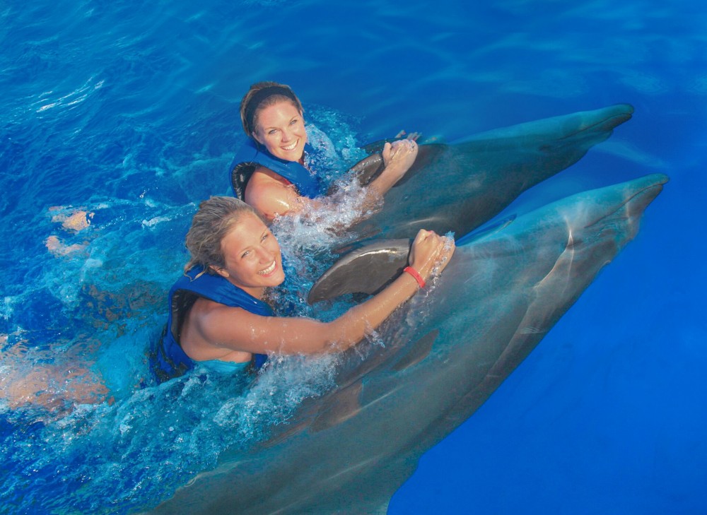 Swimming with Dolphins