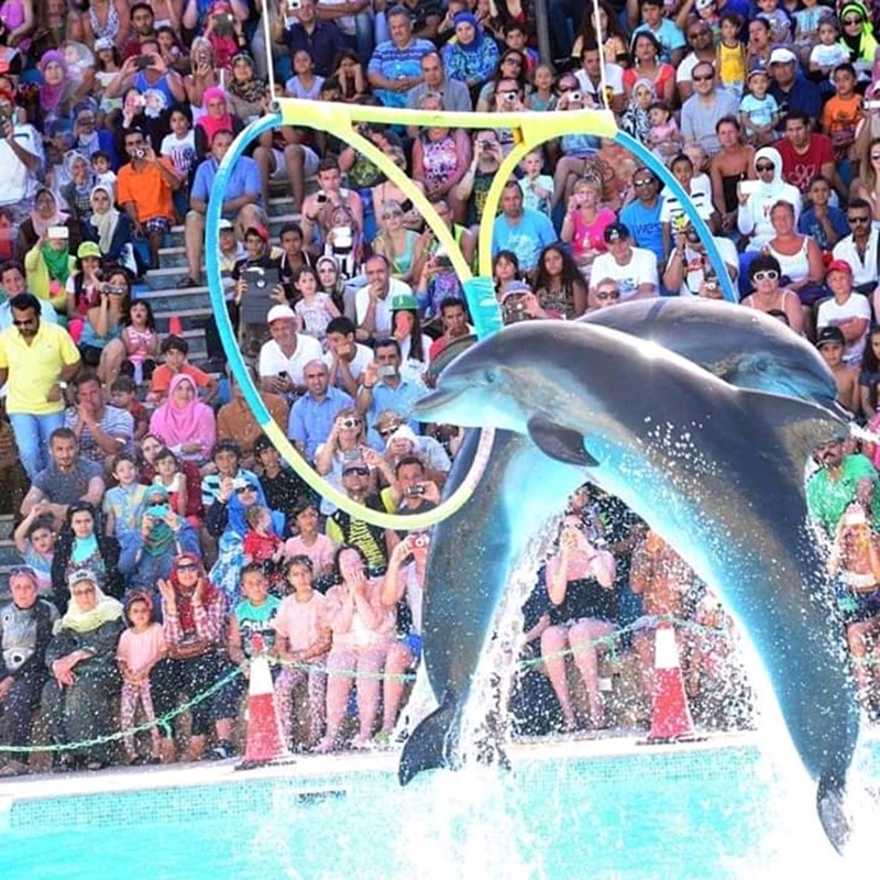 Enchanting Dolphin Show